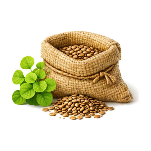 Hạt giống rau muống lá tre